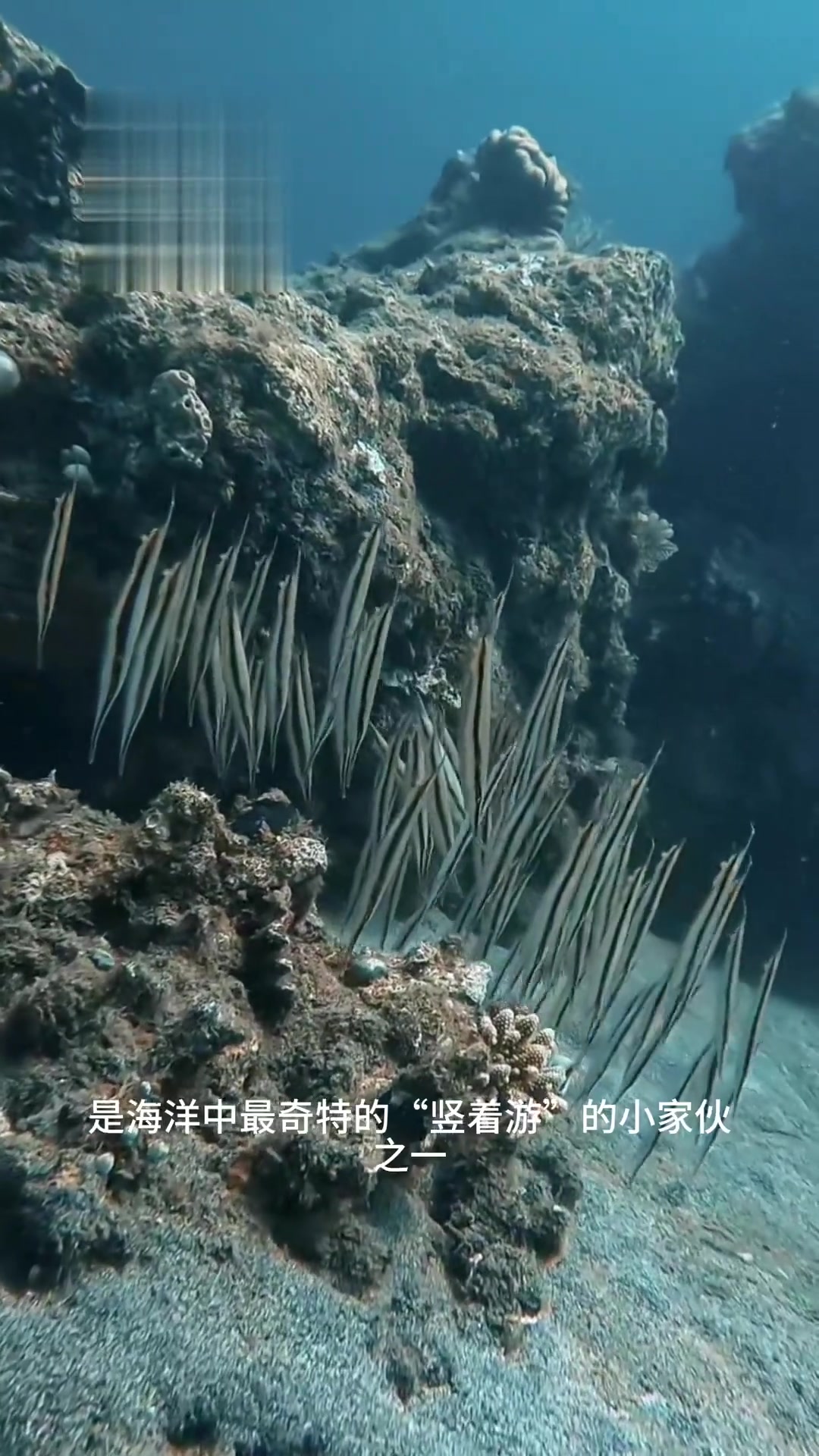 奇特鱼类刀片鱼头朝下竖立游泳像2D海洋生物