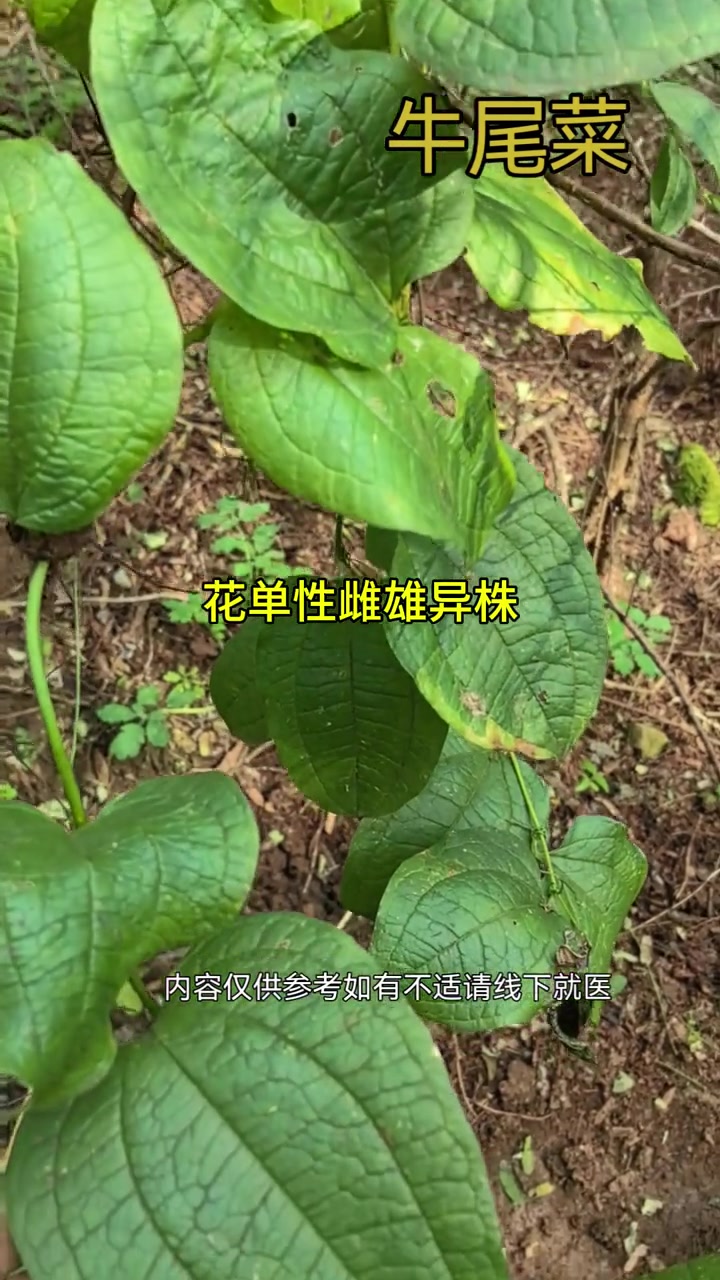 名字怪但有用,牛尾菜竟是入药好材料!