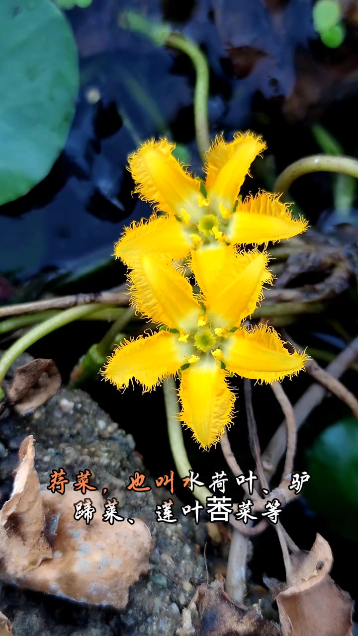 荇菜我的植物百科