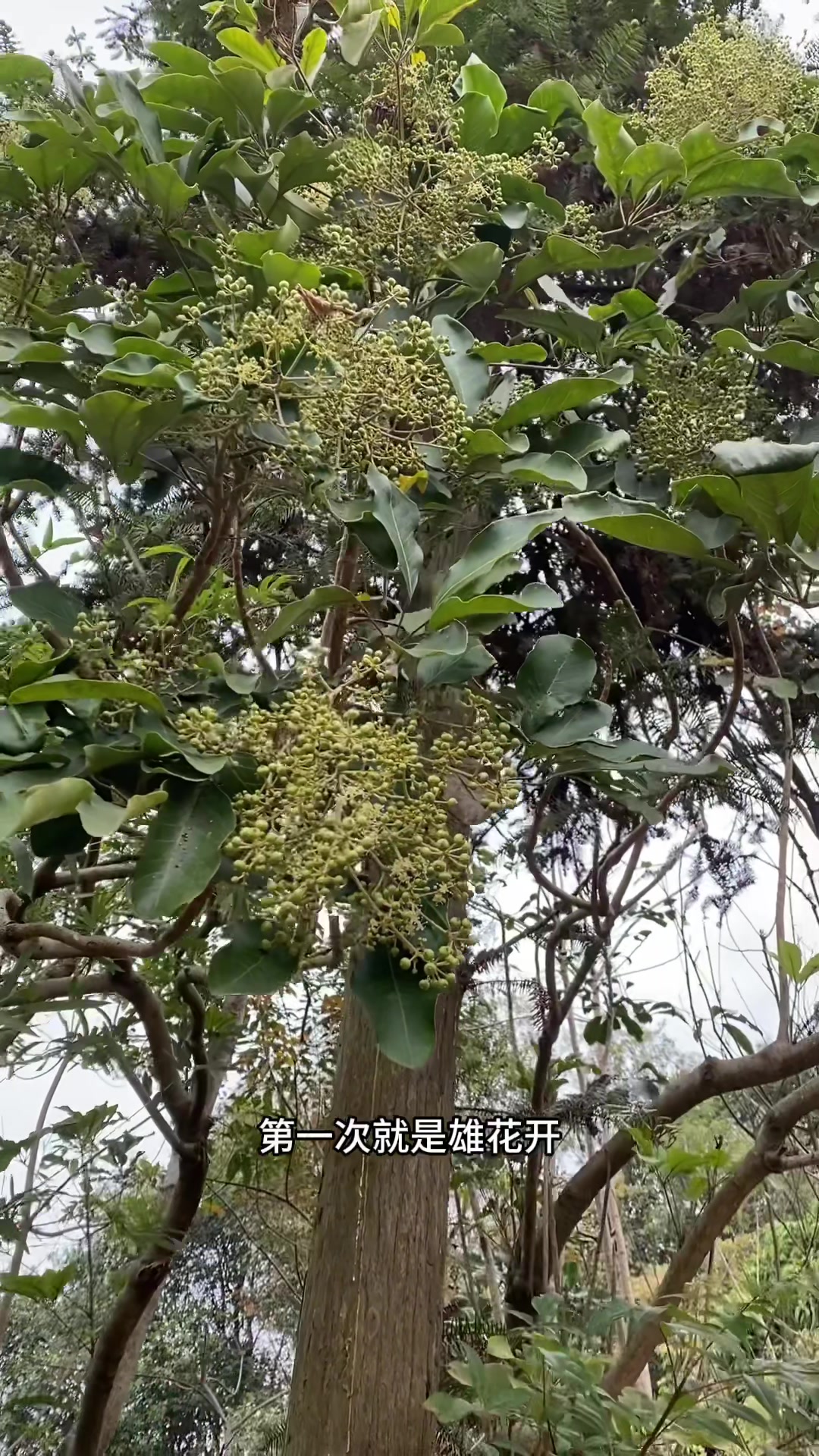 鸭脚木结果了还有花流蜜期有三个月真是蜜王