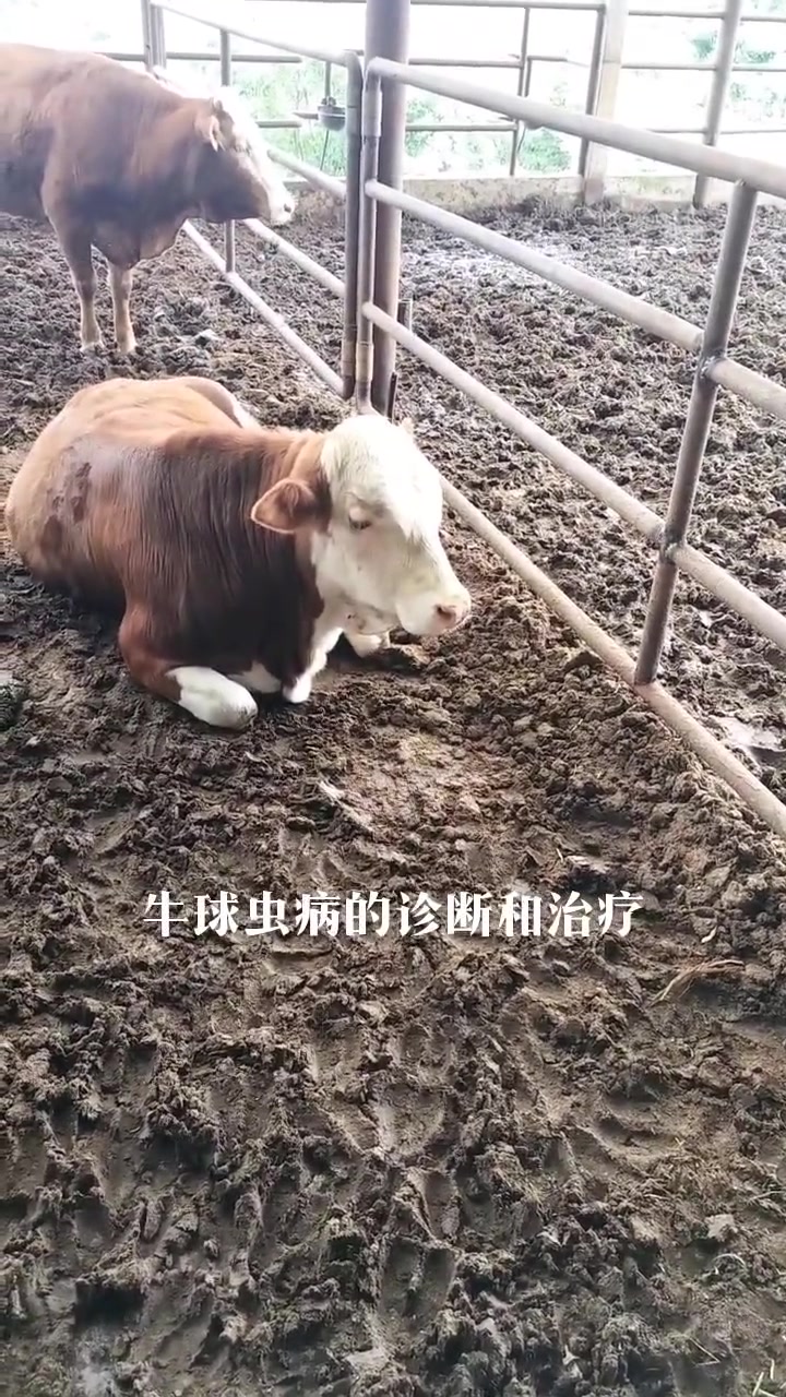 养牛人别大意！小牛犊球虫病危害大需重视