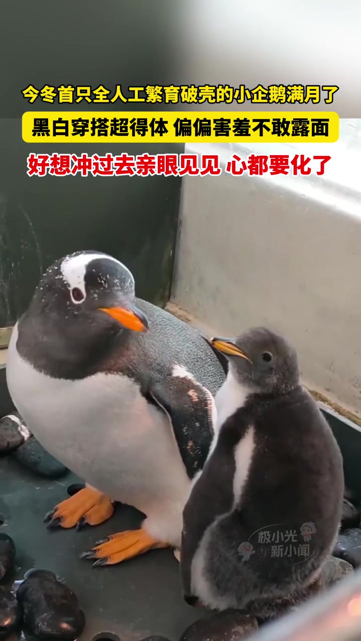 今冬首只全人工繁育破壳的小企鹅满月了,黑白穿搭超得体,偏偏害羞不敢露面,好想冲过去亲眼见见
