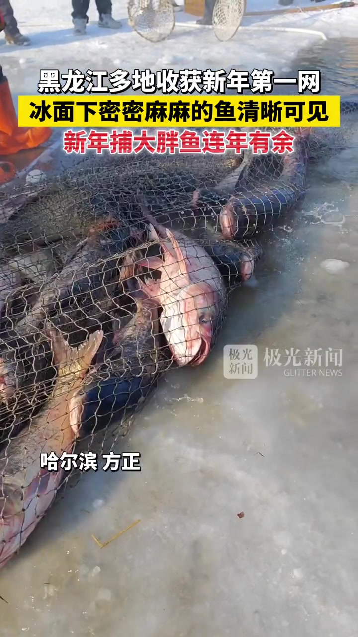 「原创」黑龙江多地收获新年第一网,新年捕大胖鱼连年有余!