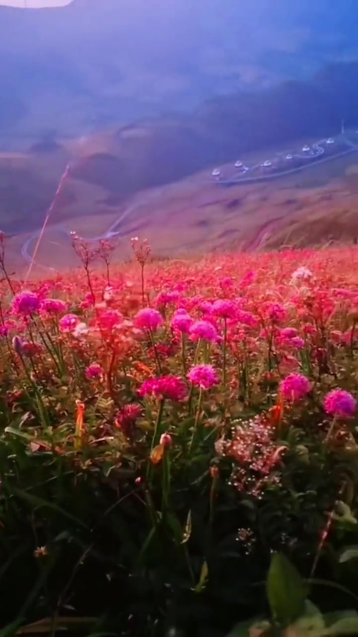 贵州海拔最高的天上花海赫章韭菜坪迎来了赏花季