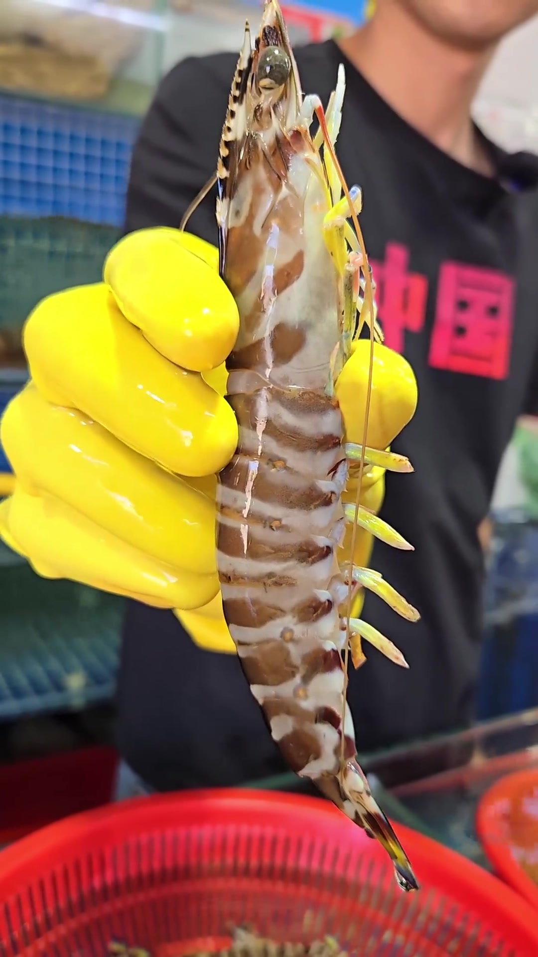 几种好吃的野生海虾，你喜欢哪一种