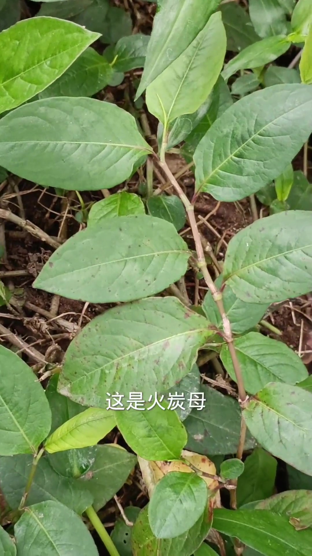 39种常见青草药，您认识几种呢