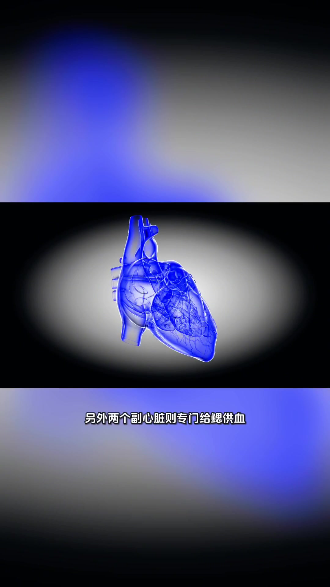 章鱼为什么有3个心脏?