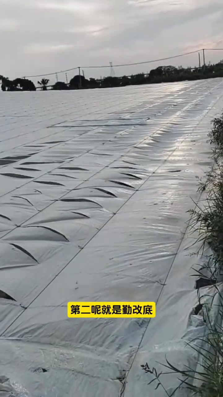 温度突然升高虾塘如何环管理？南美白对虾养殖技术，温度升虾掉苗是什么原因？养虾技术，高温慢料