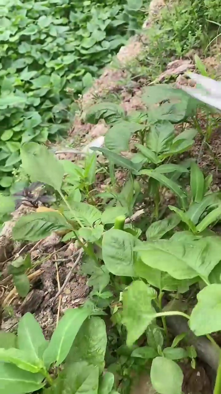 这些野菜你们有吃过吗、家乡当地都叫啥