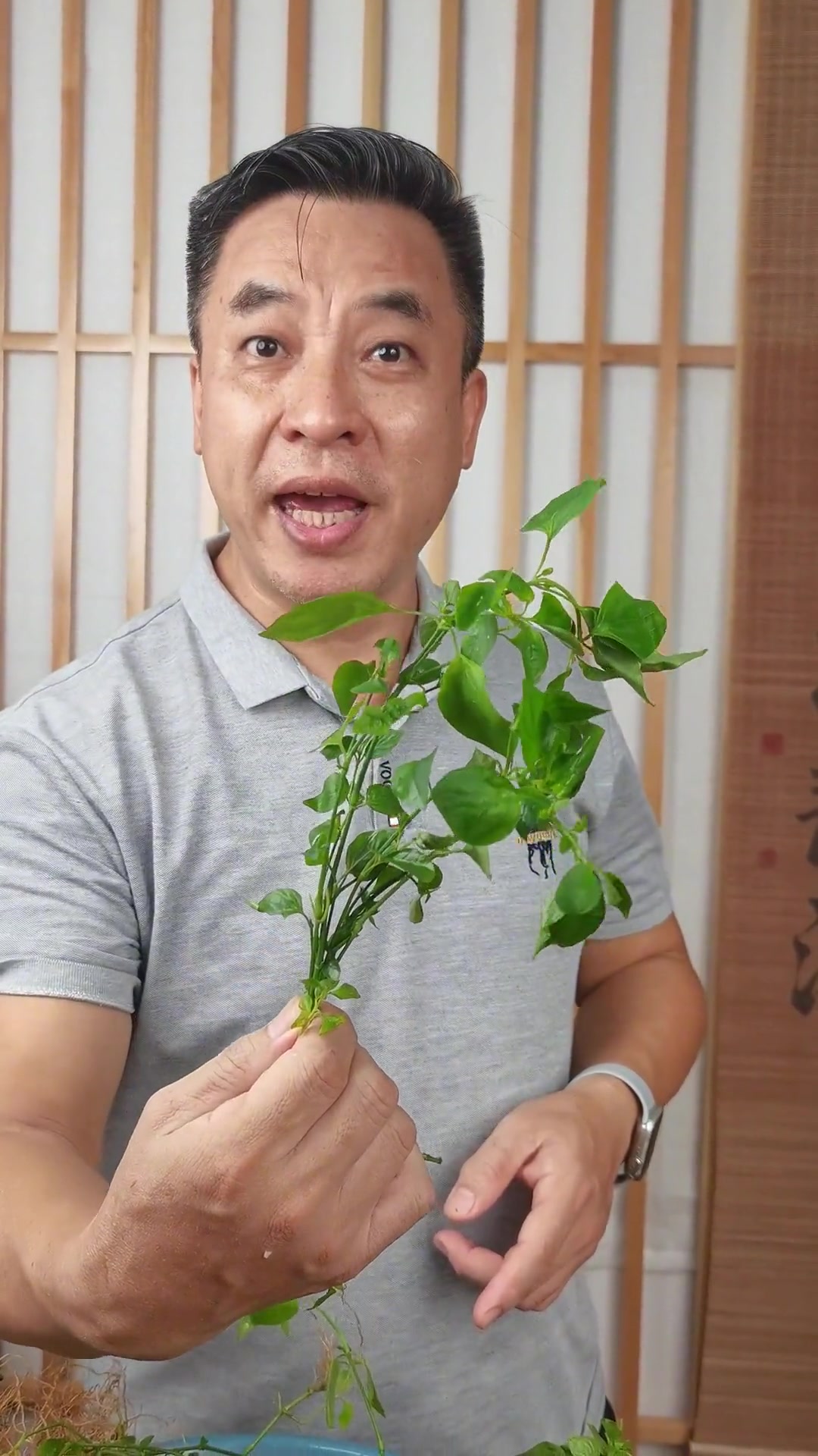 一条鲫鱼一把菜一块姜,简单家常靓汤轻松做
