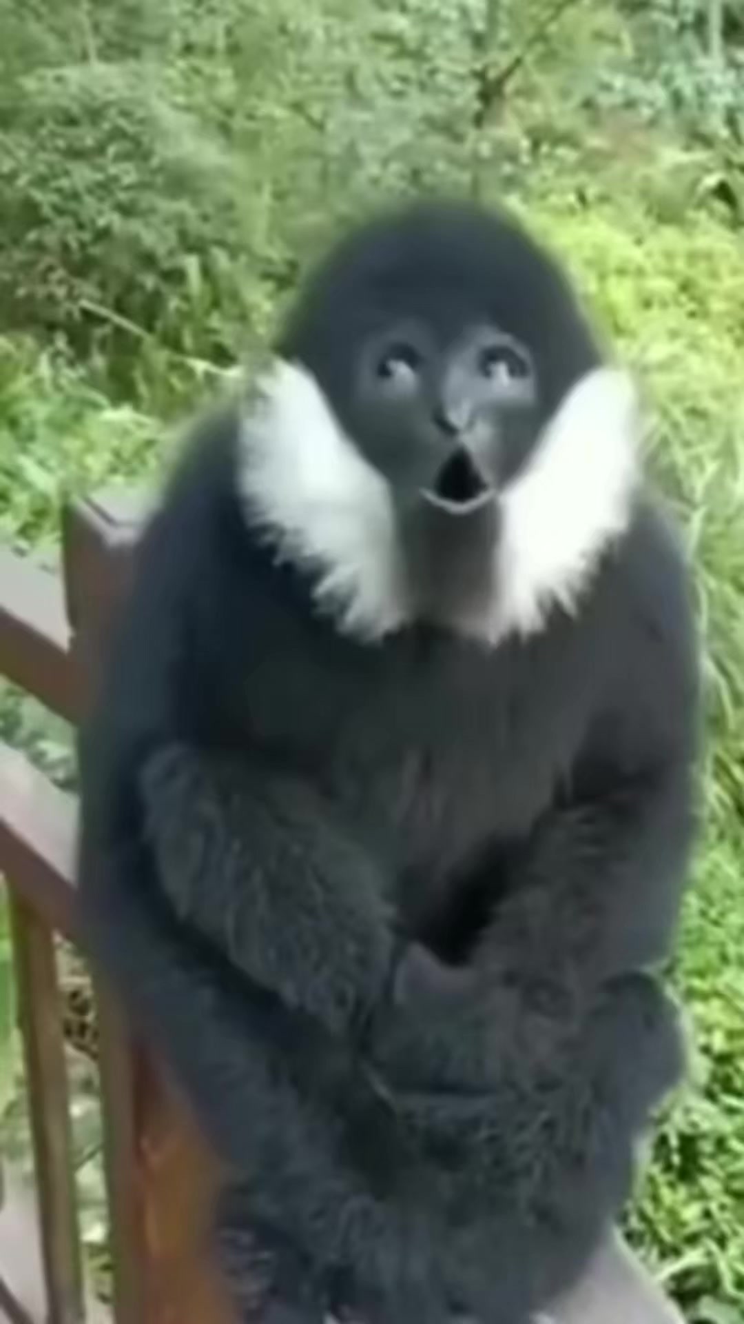 十种鸟兽的叫声