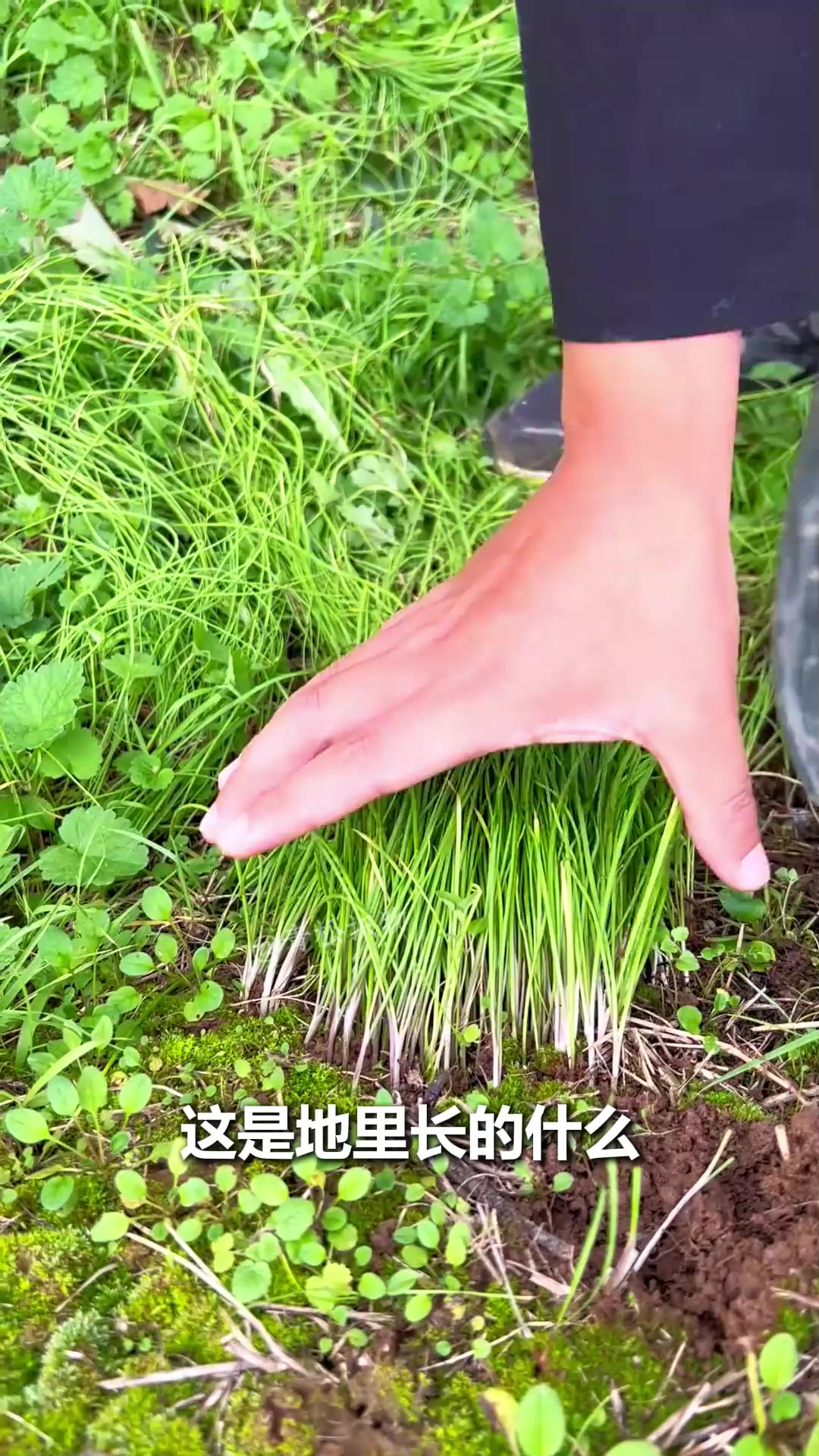 地里的蔬菜你认识几种?