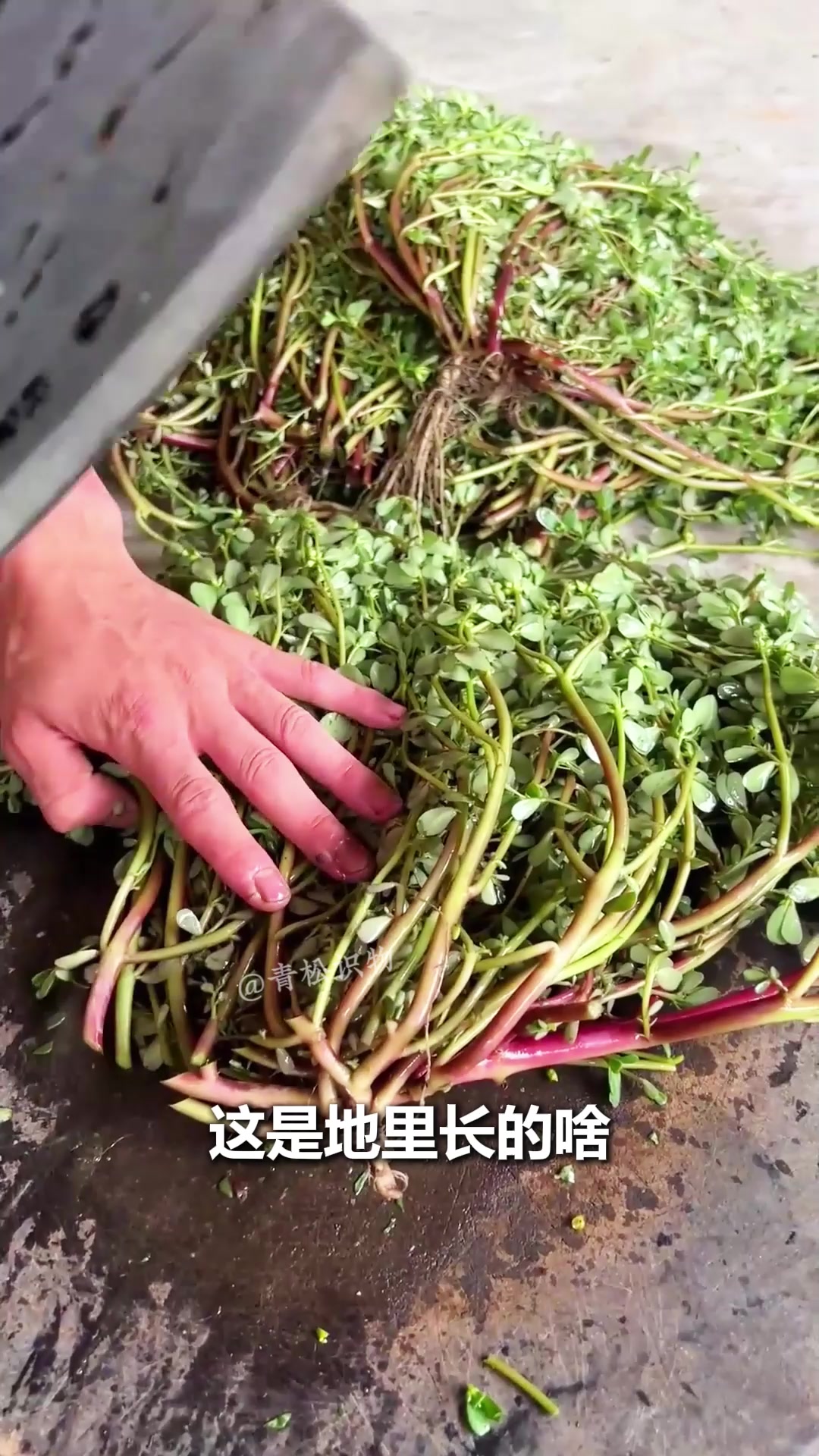 带你认识常见的蔬菜!