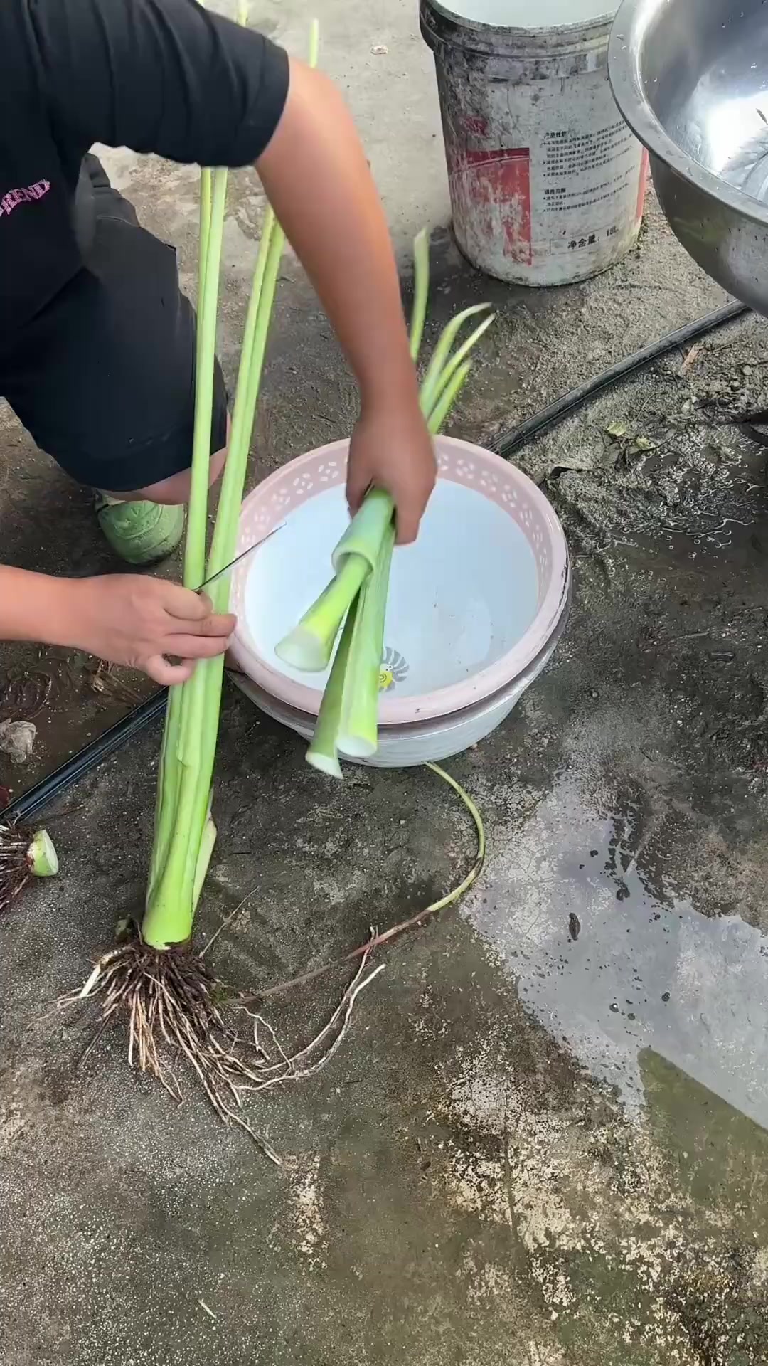 怎么分辨公母鲤鱼如何微创取鱼胆东安菜(广菜)怎么分辨