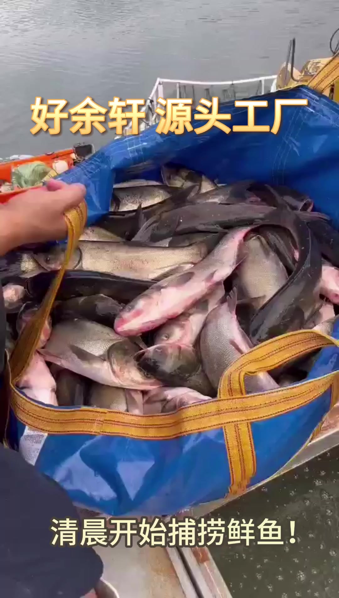 好吃的鱼头,就来好余轩源头工厂#工厂实拍