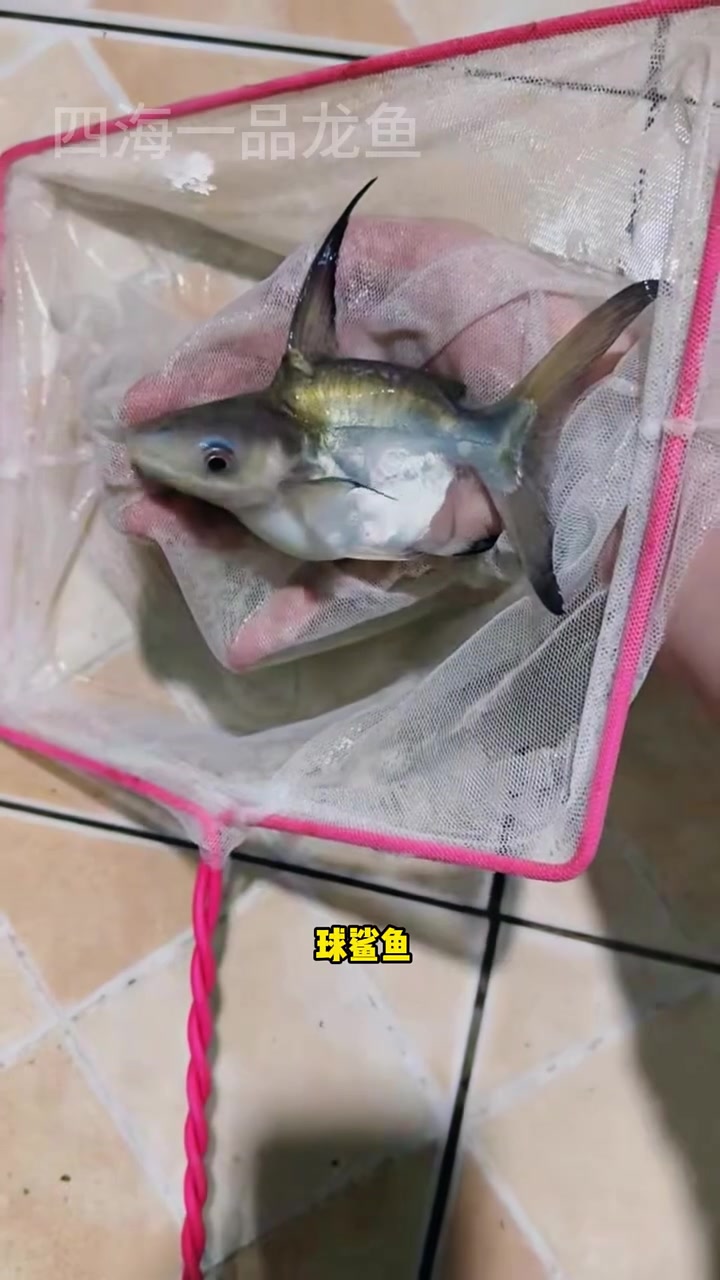 球鲨鱼 水族 观赏鱼