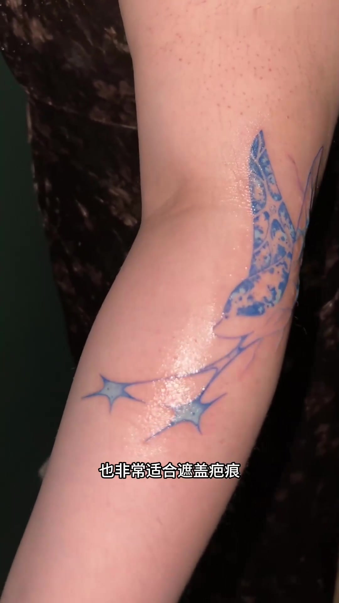 九只鳐鱼的诞生过程