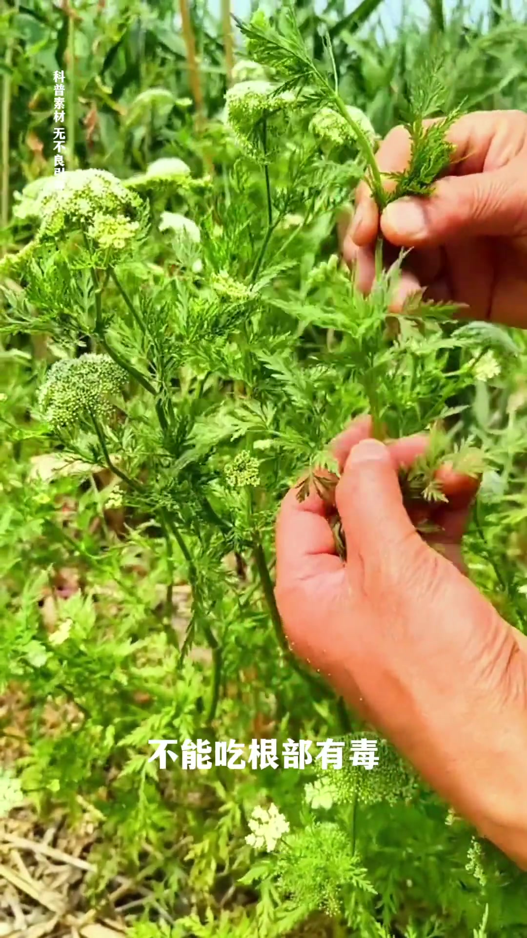 哪些野菜不能吃？关乎饮食安全的野菜知识