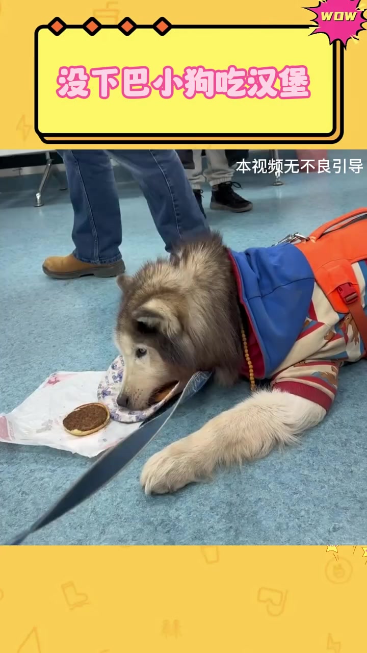没下巴小狗吃汉堡