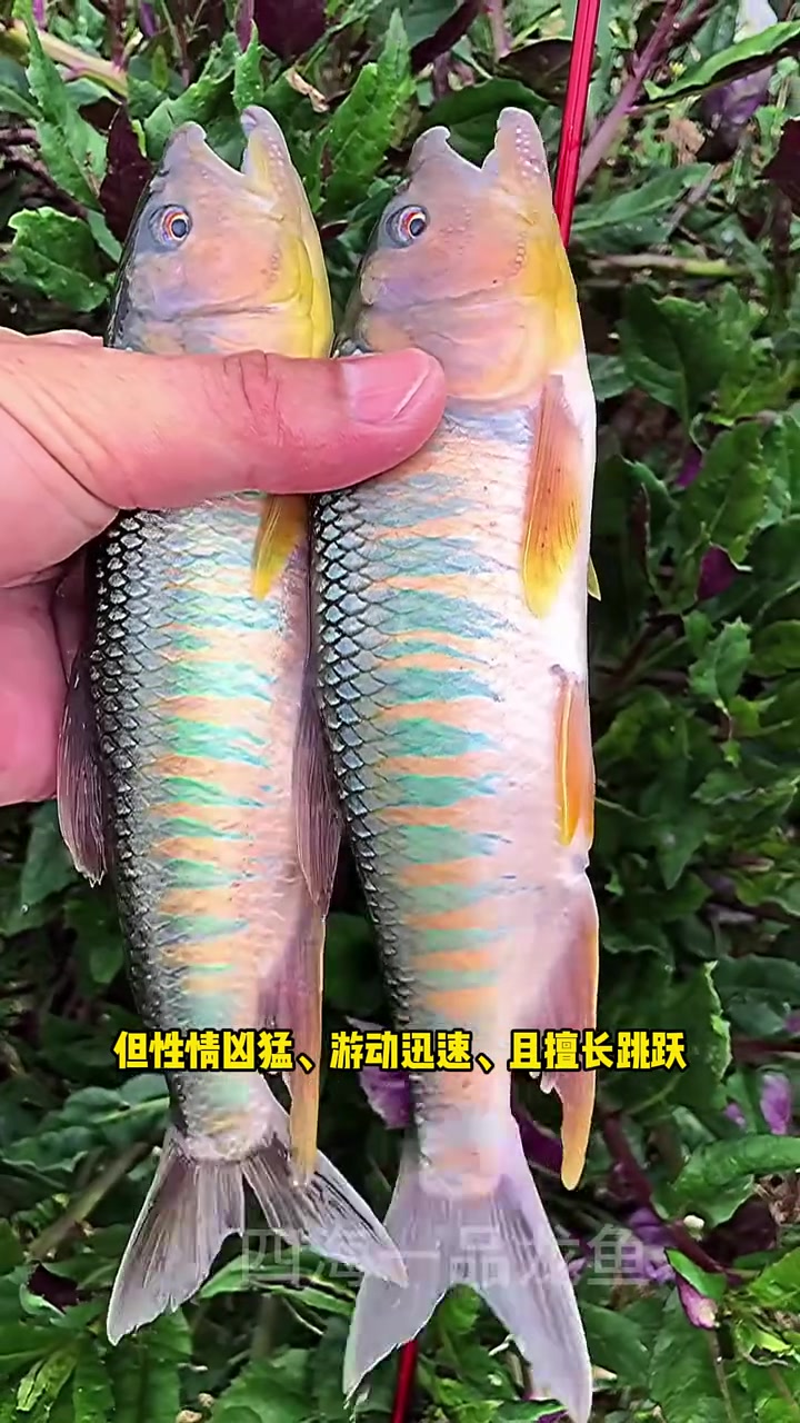 淡水鱼十大猛鱼排行榜 水族 观赏鱼