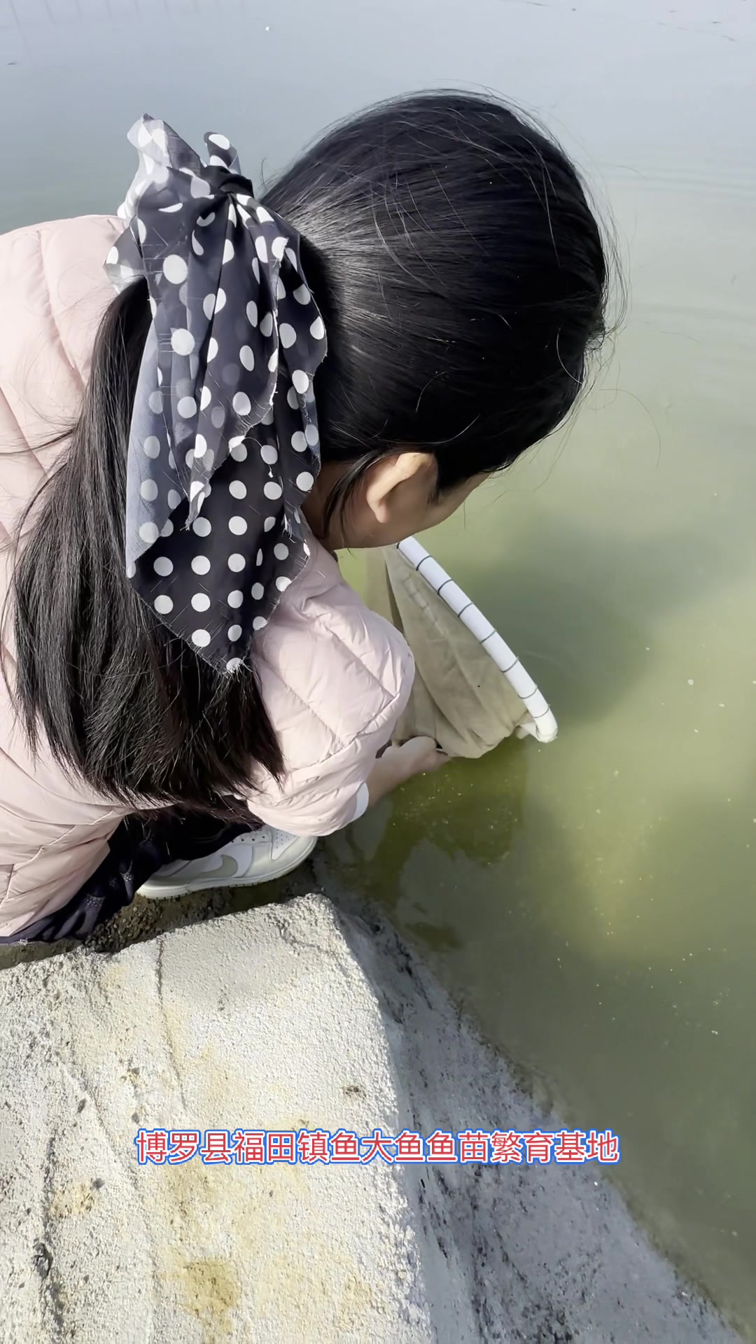 鲫鱼苗，鲫鱼苗。