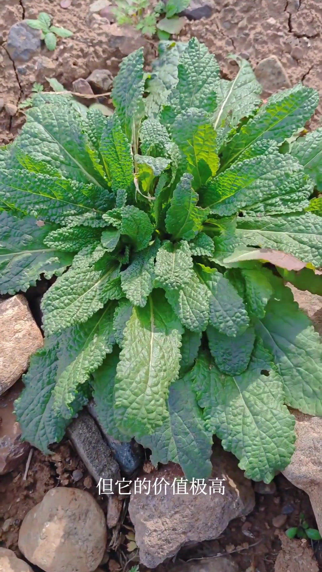 冬季珍贵的巴中野菜，看看你认识几种