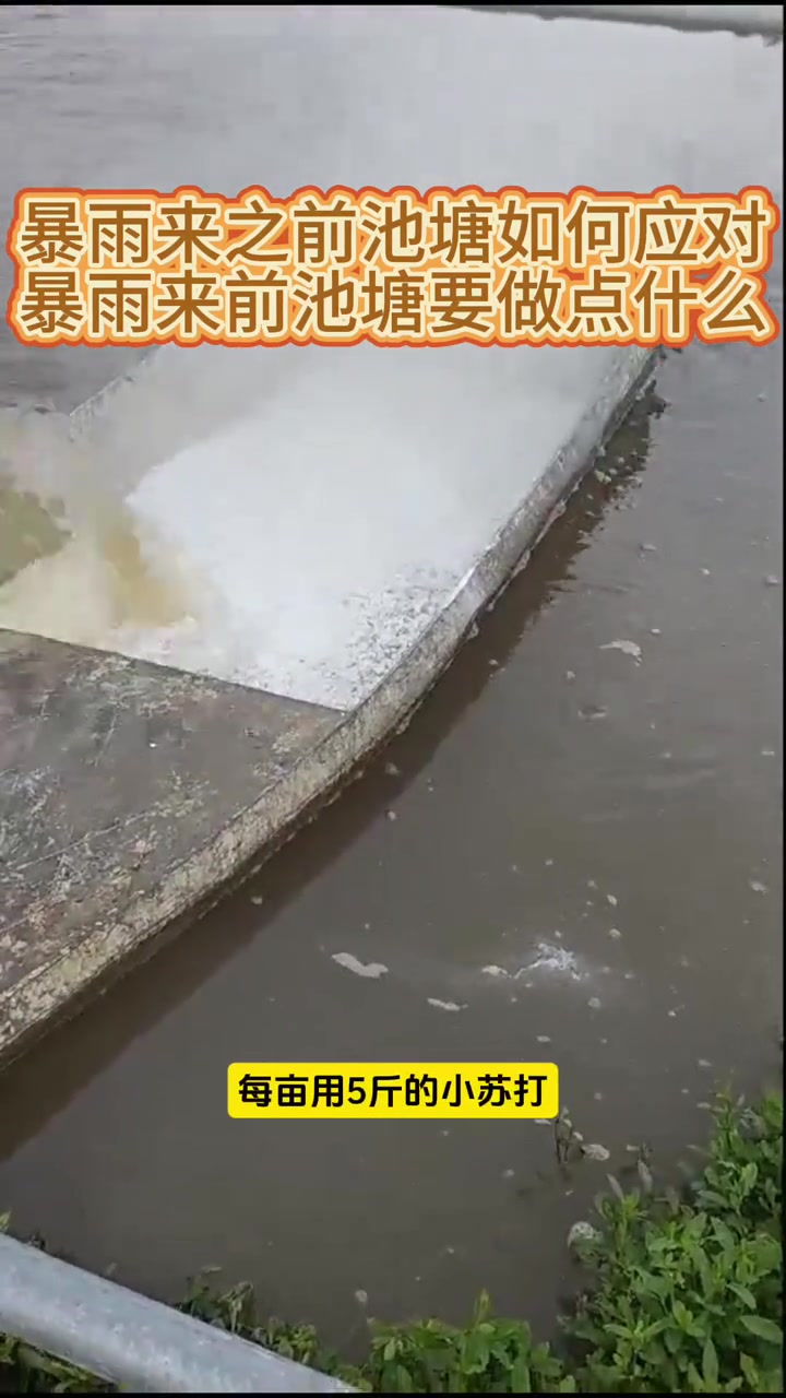 暴雨来之前池塘如何管理？南美白对虾养殖技术，池塘暴雨前如何避免鱼虾出问题？养虾技术，暴雨来