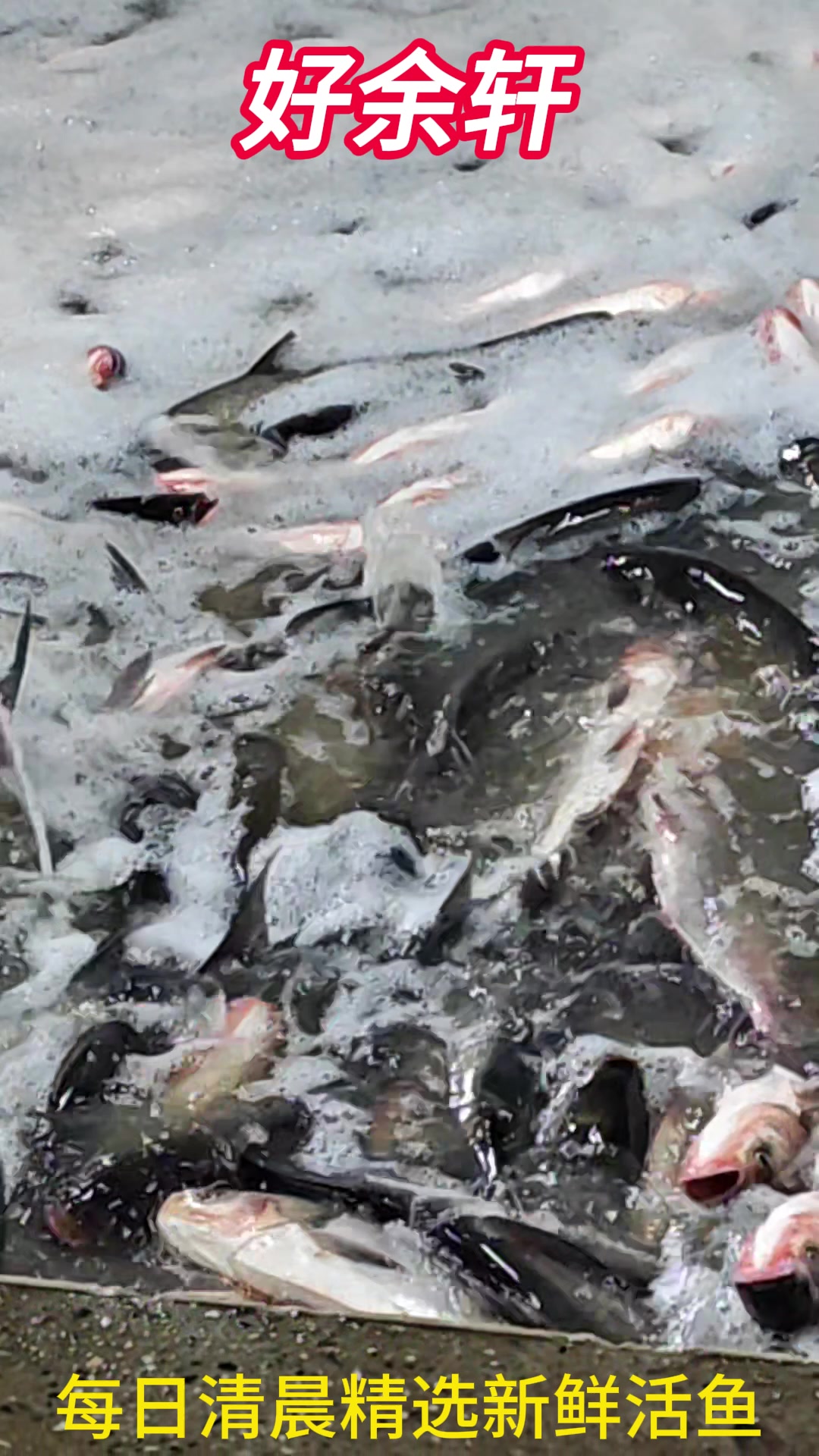 今日推荐好余轩黑椒鱼排