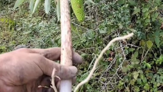 十种不能吃的剧毒植物