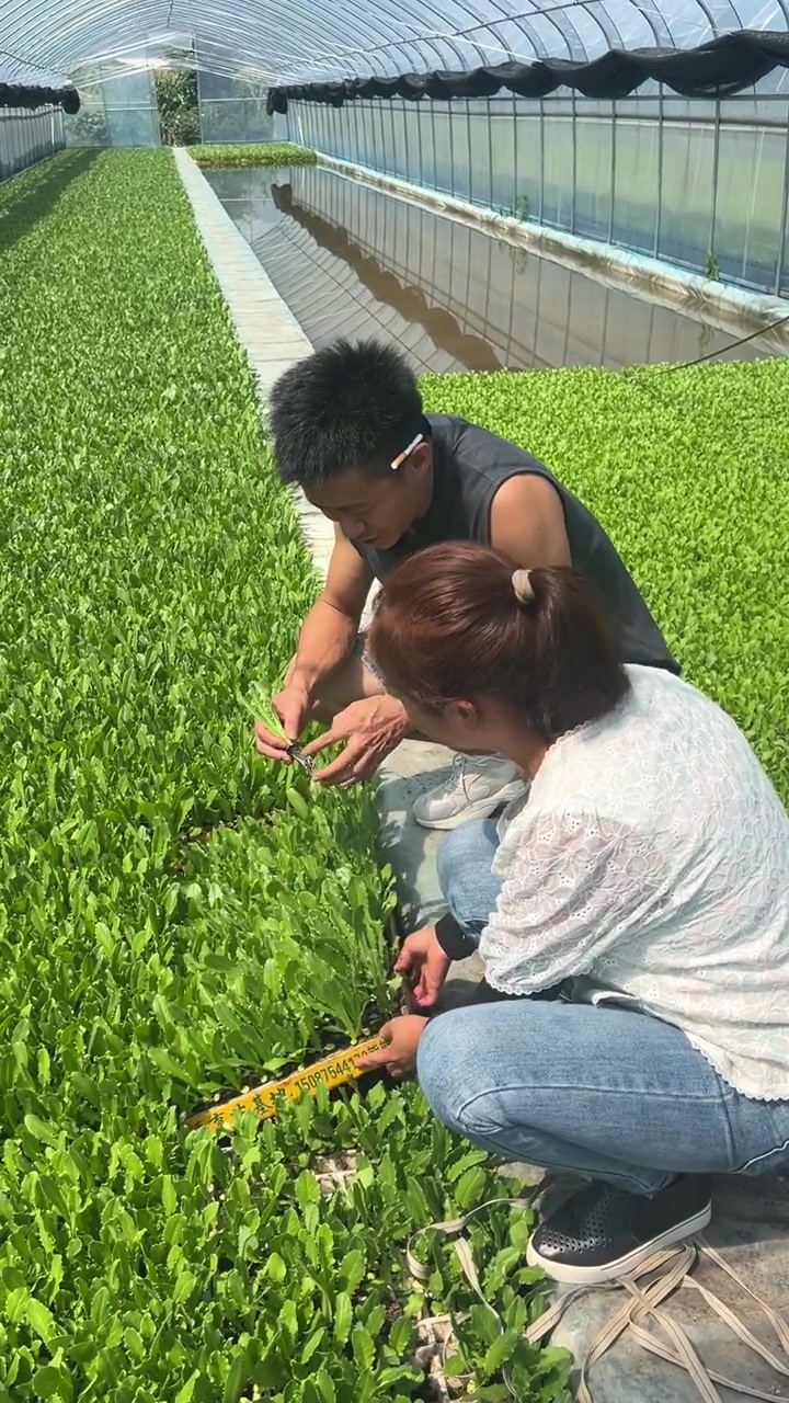 鲜嫩可口的贡菜苗！