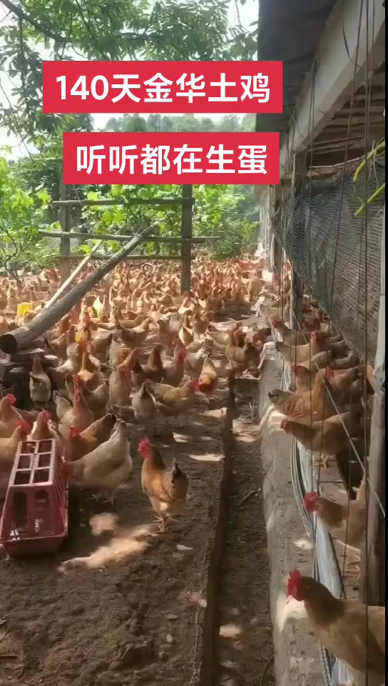 140天金华土鸡，都在生蛋的