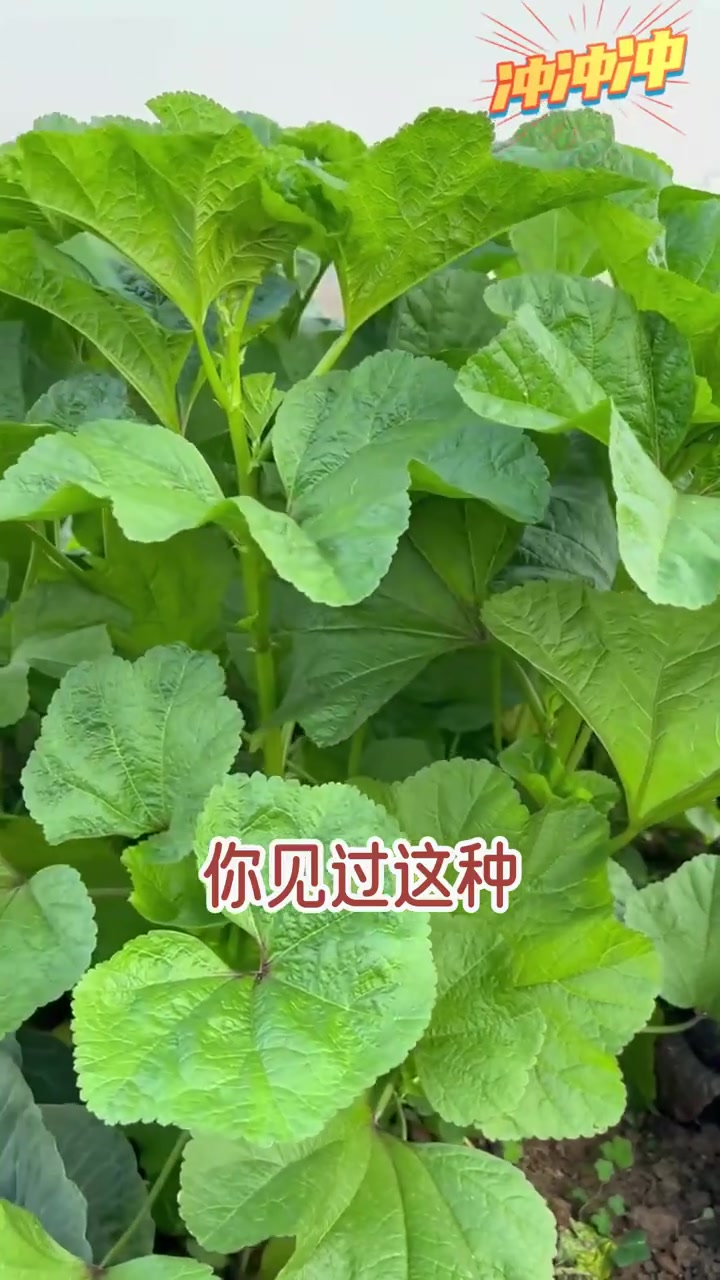 能长到两米高的冬苋菜，比牛羊肉海鲜美，营养丰富，种植简单！