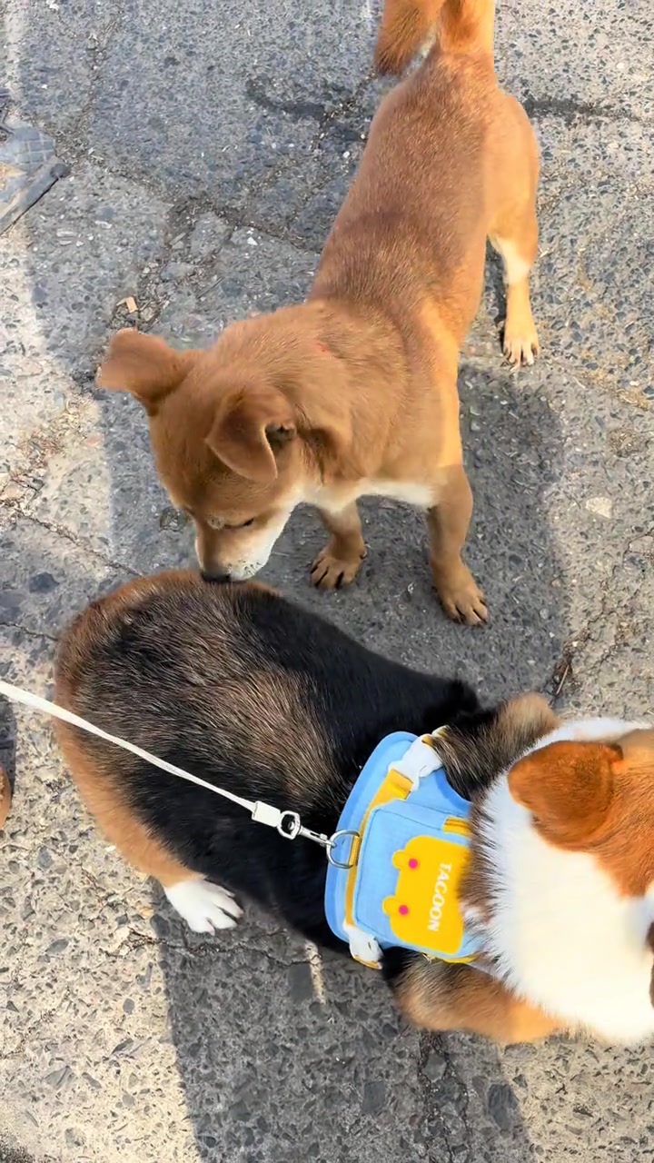 小黄狗这是什么意思 #田园犬 #柯基 #萌宠出道计划