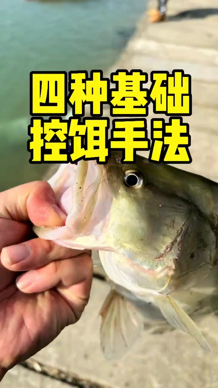 钓鳜鱼的四种基础控饵手法揭秘