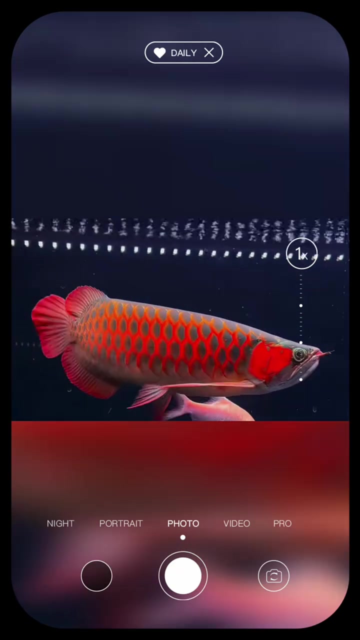 龙鱼+皇冠黑白魟鱼