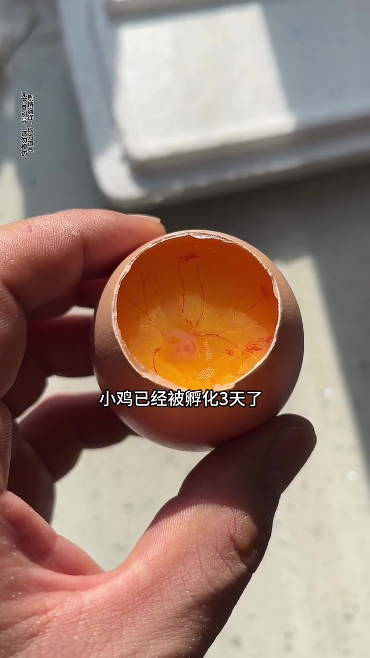 如何把无壳鸡蛋，孵出小鸡？