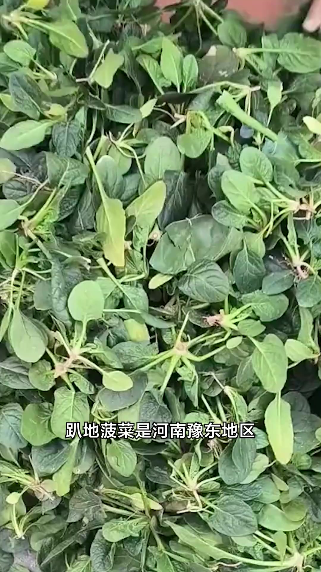 贴地而生滋味甜，霜打更显菜根香，网络助农新篇