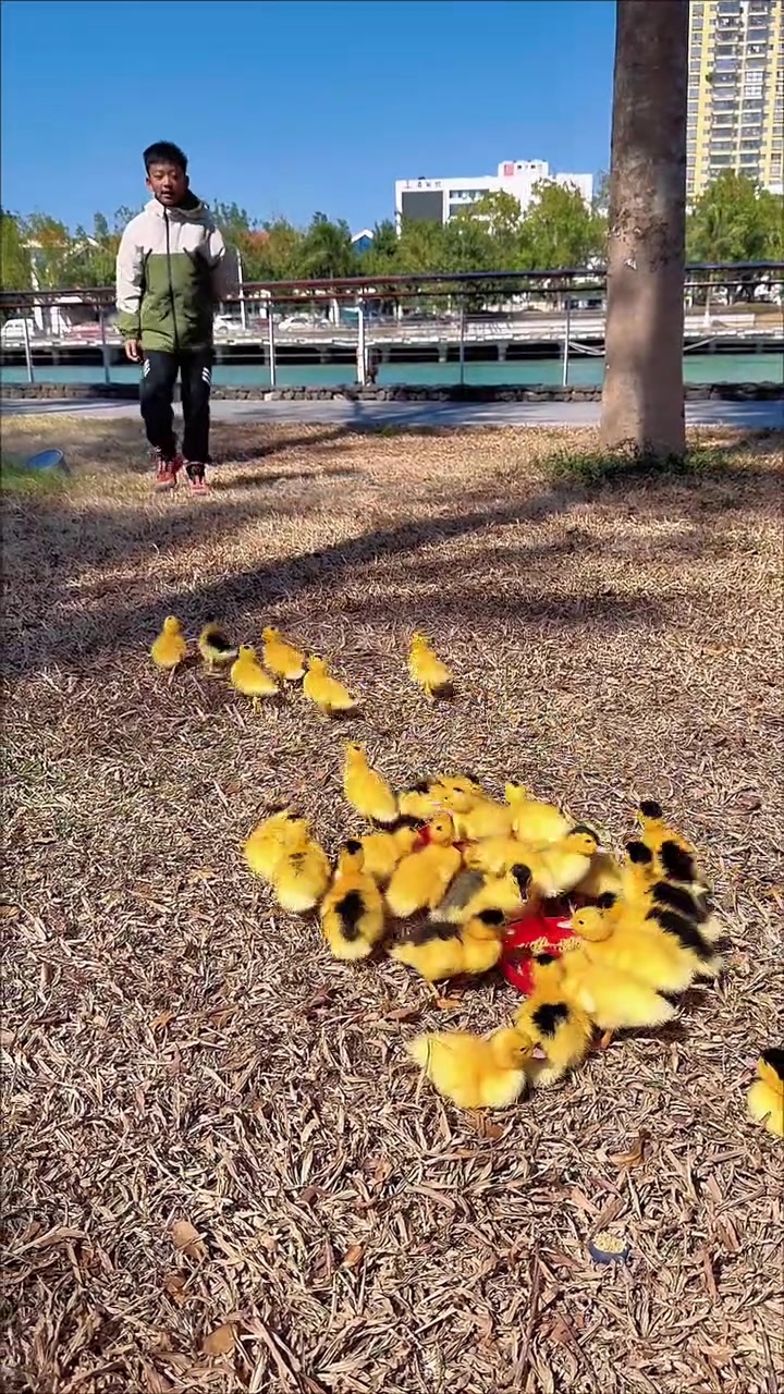 你们总说不见我鸭子吃东西,今天给你们看下我的鸭子怎么吃东西!