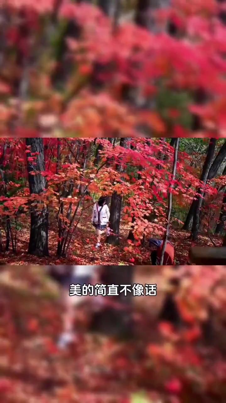 鸡冠山国家森林公园真的太适合这个十一小长假了，太好逛了