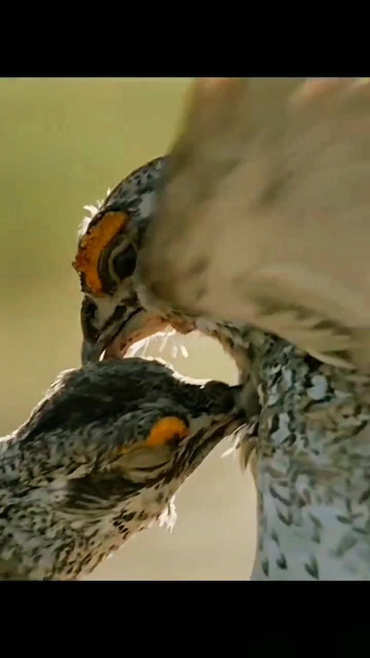 具有异国风情、会跳烫脚舞的鸟——尖尾草原松鸡