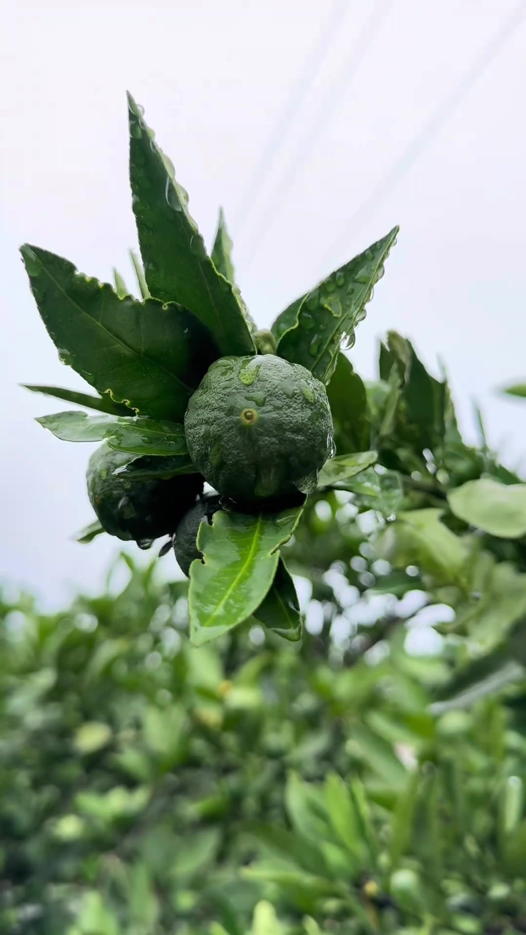 地皮菜又叫地软，地木耳，雷公菜，是农村人常吃的野菜之一