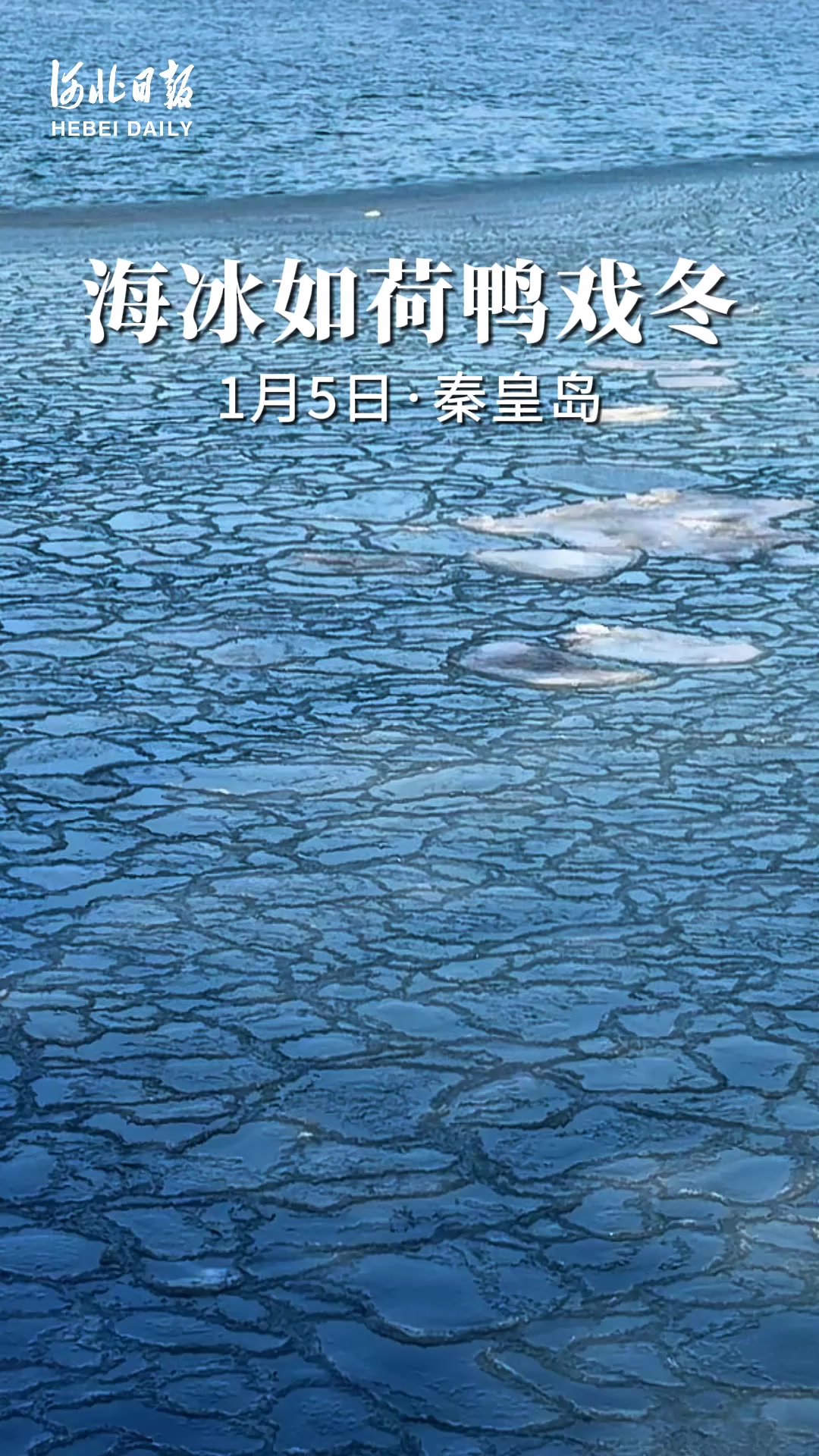 15秒看河北丨海冰如荷鸭戏冬