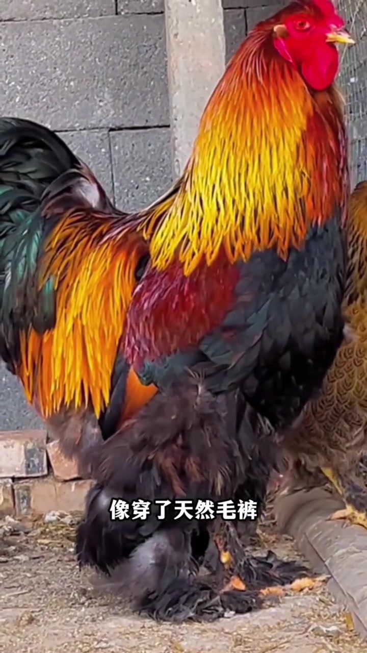 农村养鸡,最大的鸡究竟能长到多大?