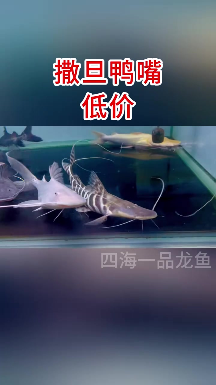 撒旦鸭嘴 养鱼养财风生水起财运来 水族