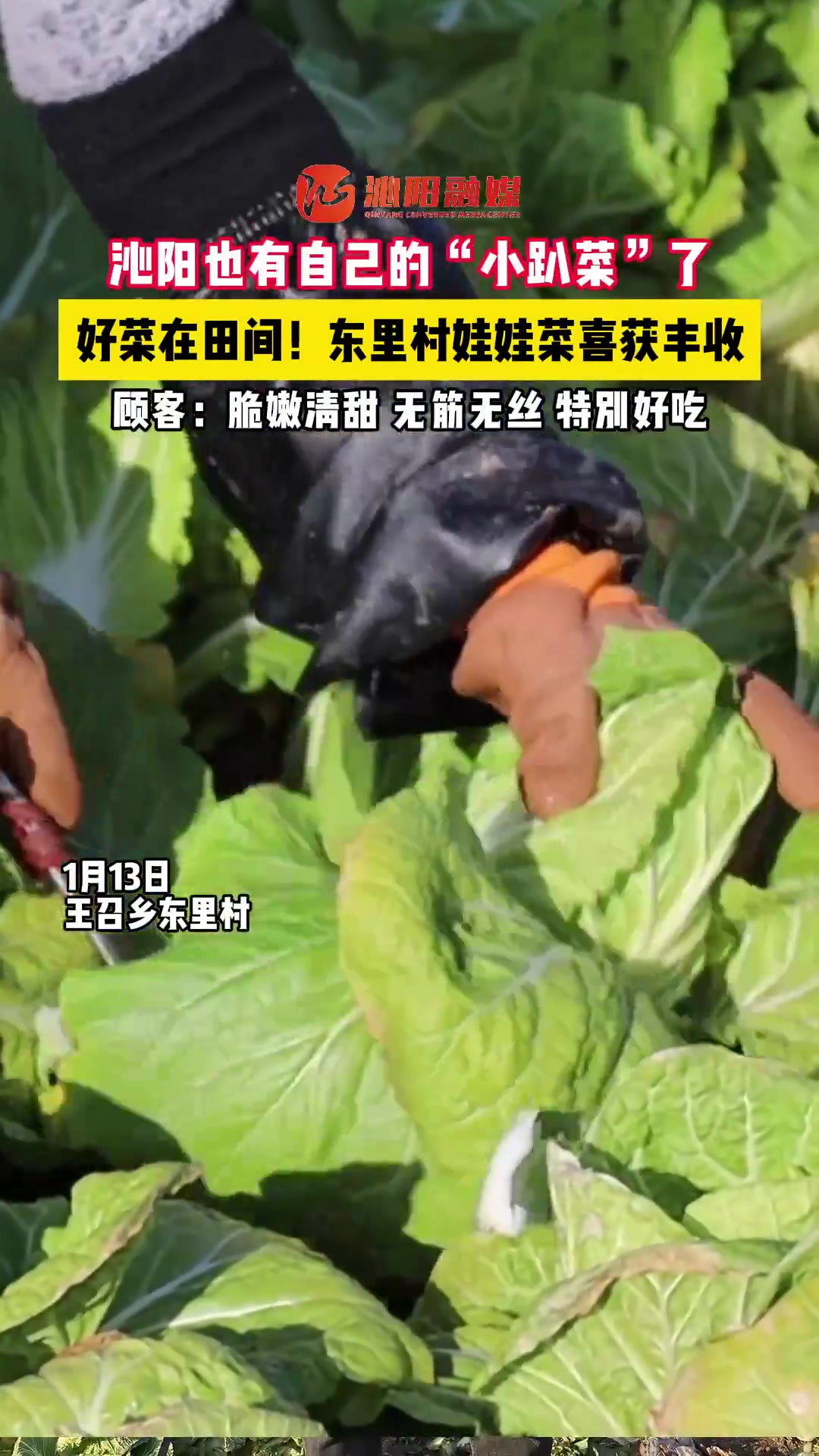 沁阳也有自己的“小趴菜”了 东里村娃娃菜喜获丰收