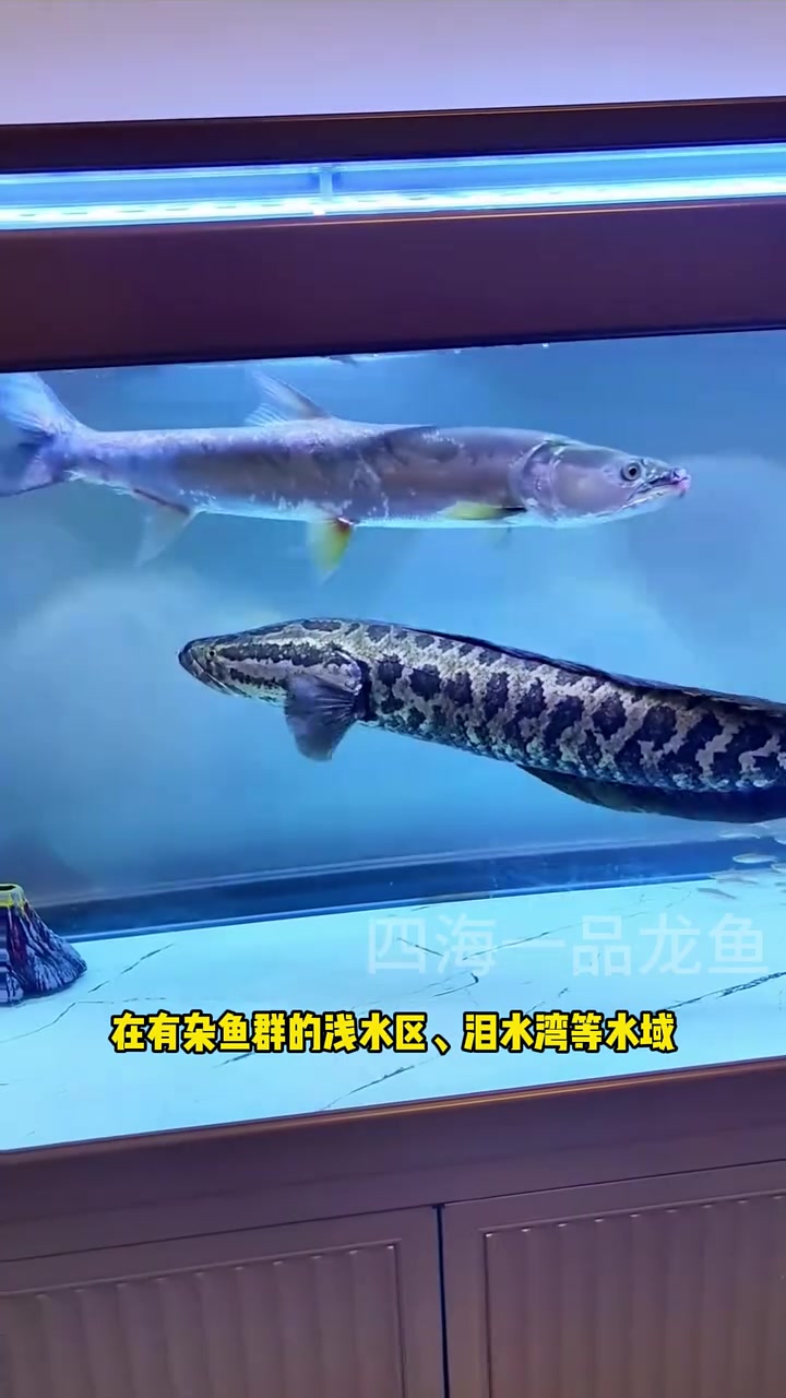 淡水鱼十大猛鱼排行榜 水族 原来钓鱼才是运动顶流 观赏鱼