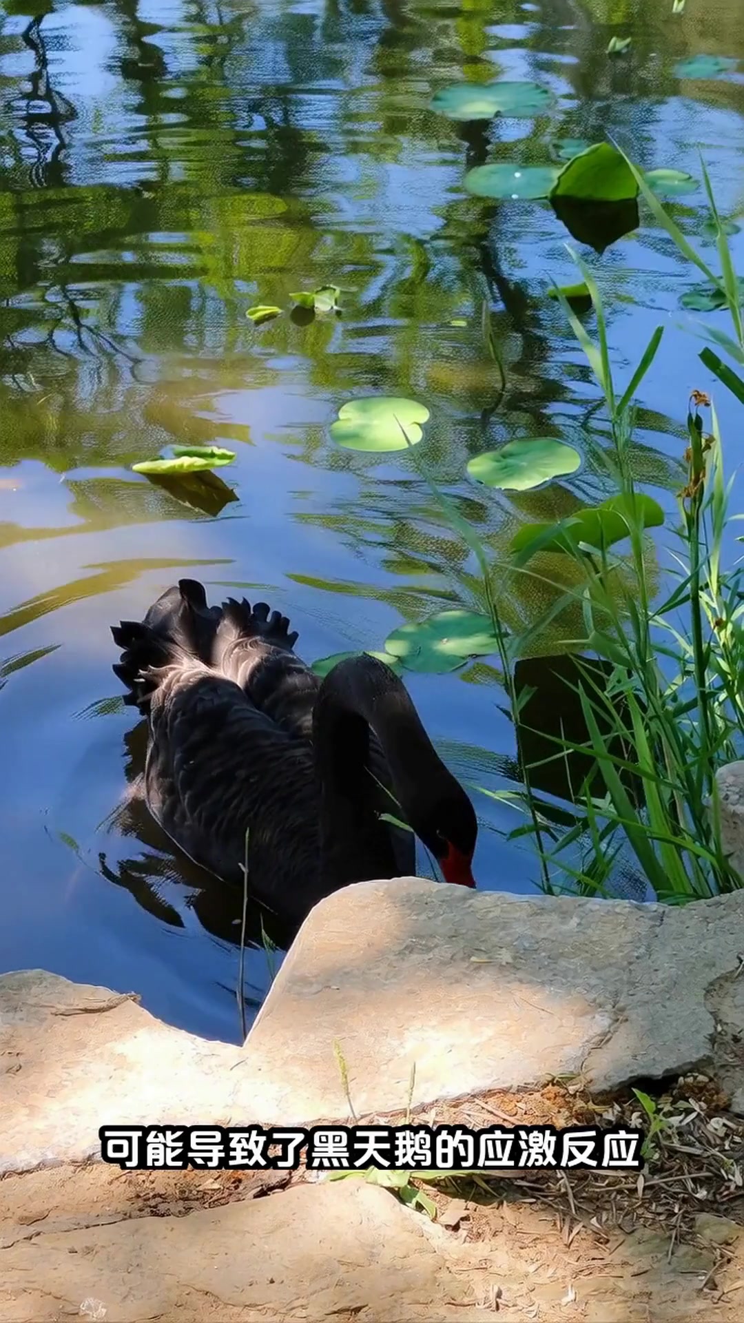 圆明园黑天鹅离奇死亡，监控拍下惊人一幕，真相令人痛心