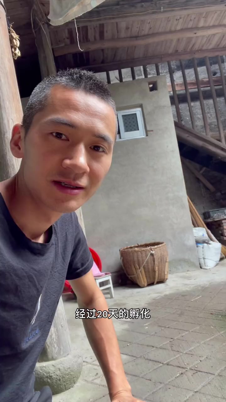 经过20天的孵化，家里的小鸡终于出壳了！