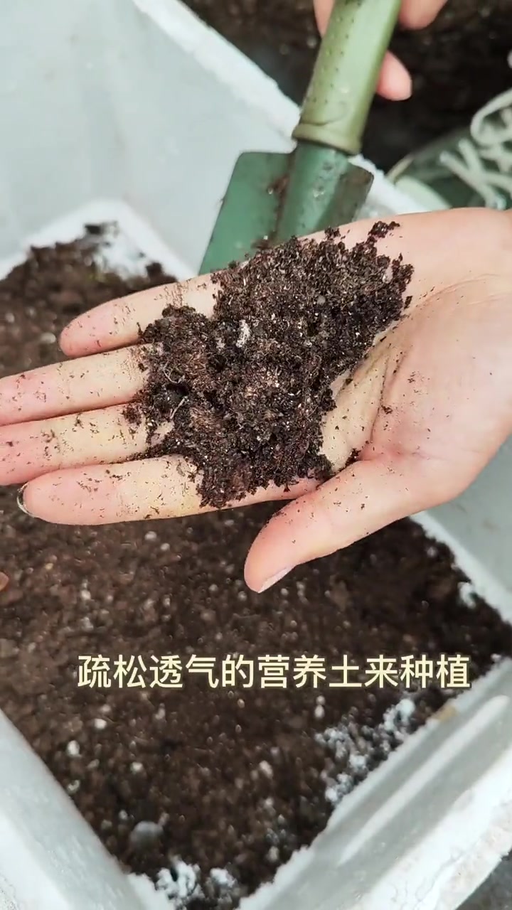 泡沫箱废物利用，种出新鲜美味的菠菜
