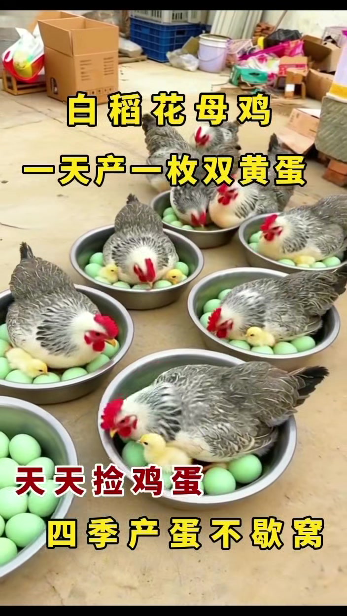 天天捡鸡的稻花母鸡